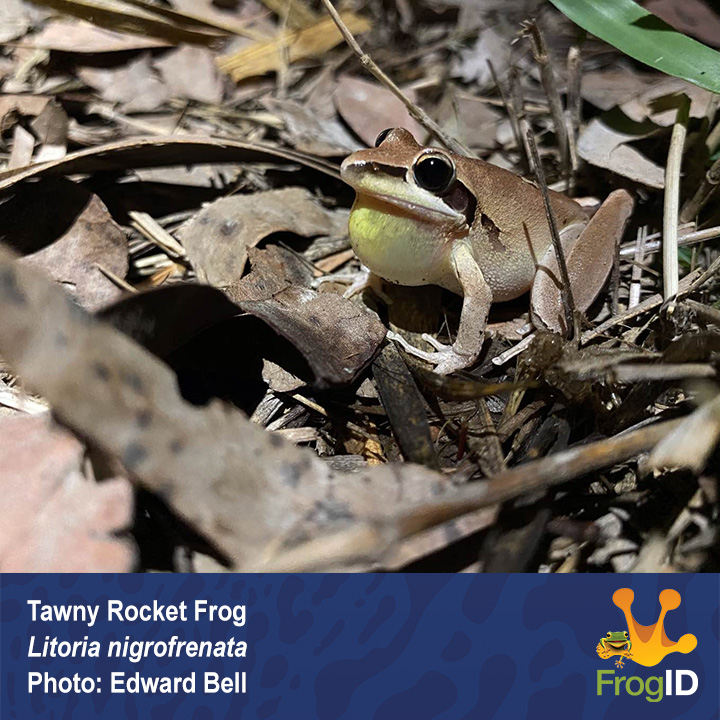 FrogID tweet media