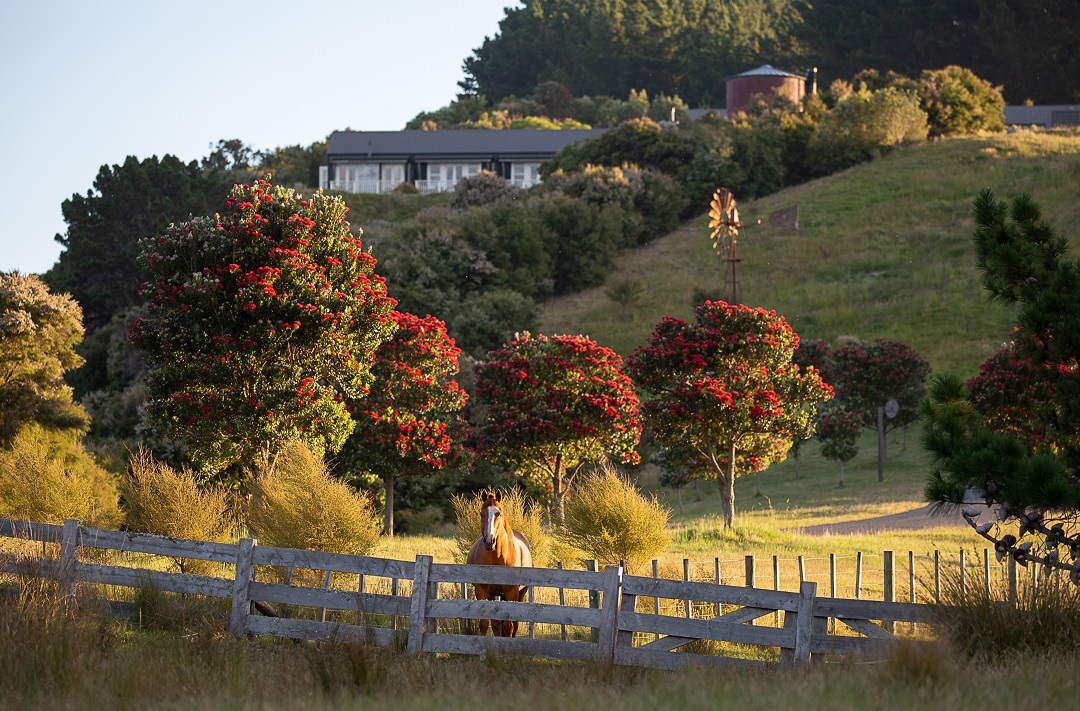 The native Pohutukawa tree lighting up the landscape with stunning crimson red blooms, makes me excited for the promise of a beautiful summer ahead! 
#capekidnappers #robertsonlodges #relaischateaux #luxurylodgesnz #hawkesbay