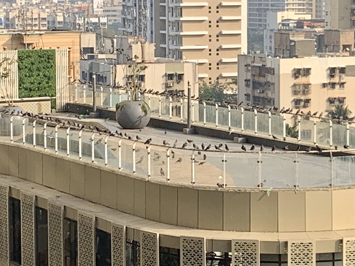 Bipingrewal's tweet photo. @RunwalOfficial the management must visit their so called “luxury project” in Lokhandwala, Andheri West called Runwal Elegante!! We have an animal friendly culture here... 😂😂 https://t.co/OZNCPQZVGr