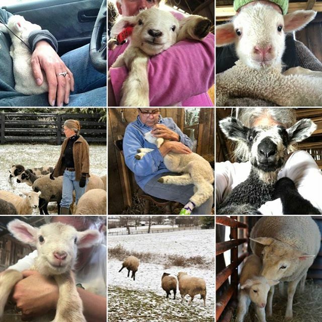 crazysheeplady's tweet photo. Well that’s a pretty sweet Top Nine 😍. #topnine2019 #lambcamp https://t.co/iBj4NGq8Xd https://t.co/PKaf61HkdO