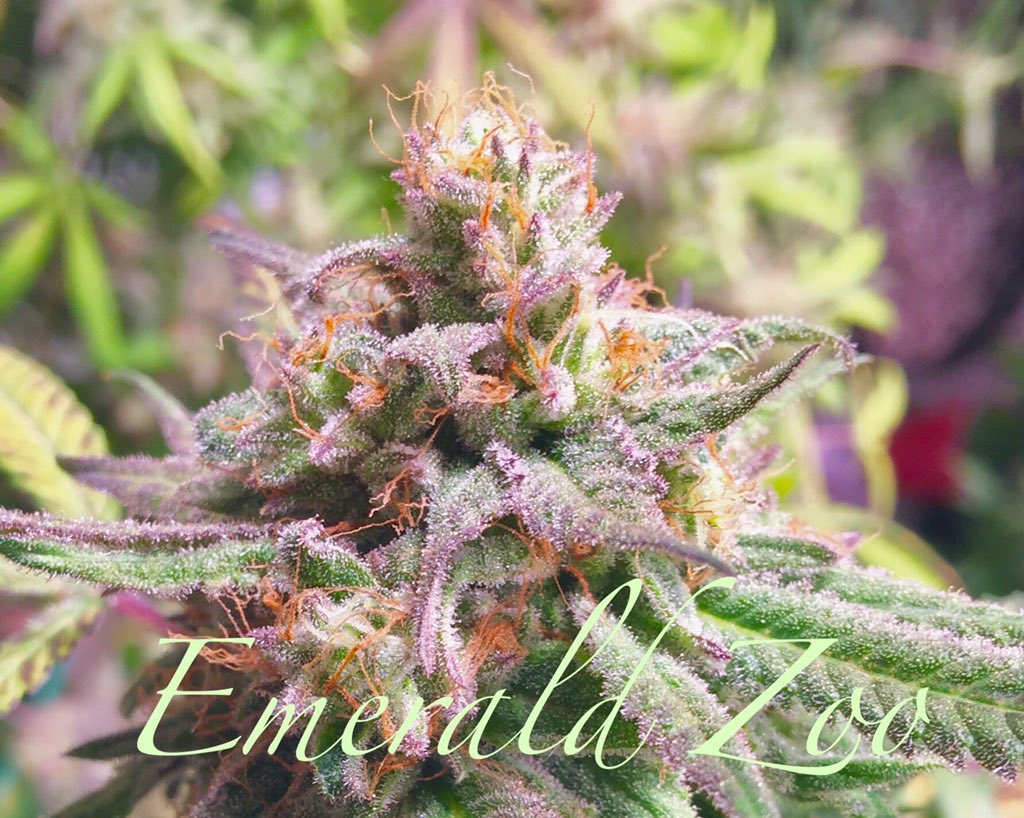 Straight outta the <a href="/EmeraldZoo/">Emerald Zoo LLC</a> #Gardens Gotta love when the phenotype shows off her true colors as the breeder intended. #PurpleTrainWreck on deck! 
#TNBNaturalsSponsoredGrower2020