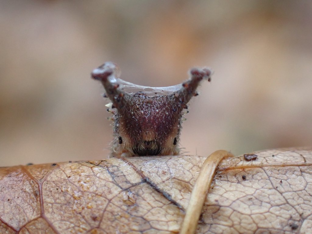 オオムラサキ幼虫