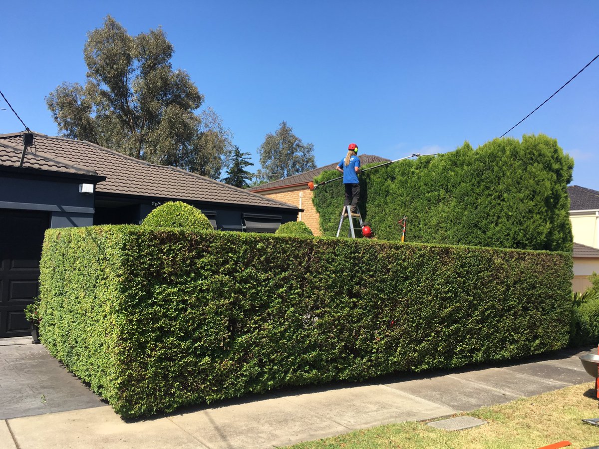 AllTreesSaved's tweet photo. Hedge cutting again today ...getting it all ready for Santa π΄ππ΄#Arborist #trees #hedges #gardens #landscape #plants #summer #melbourne #australia #tradies #hedgemaster https://t.co/lHA28MOrTF