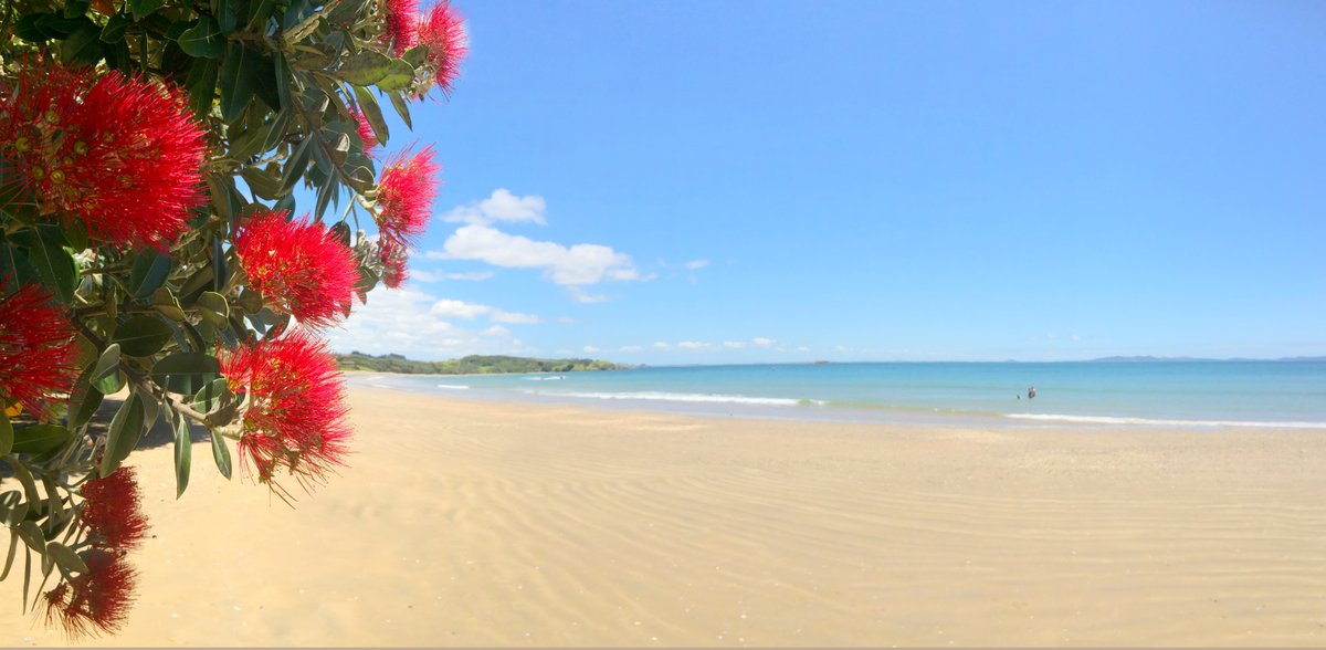 A sandy beach with a flowering pohutukawa tree in the left foreground.