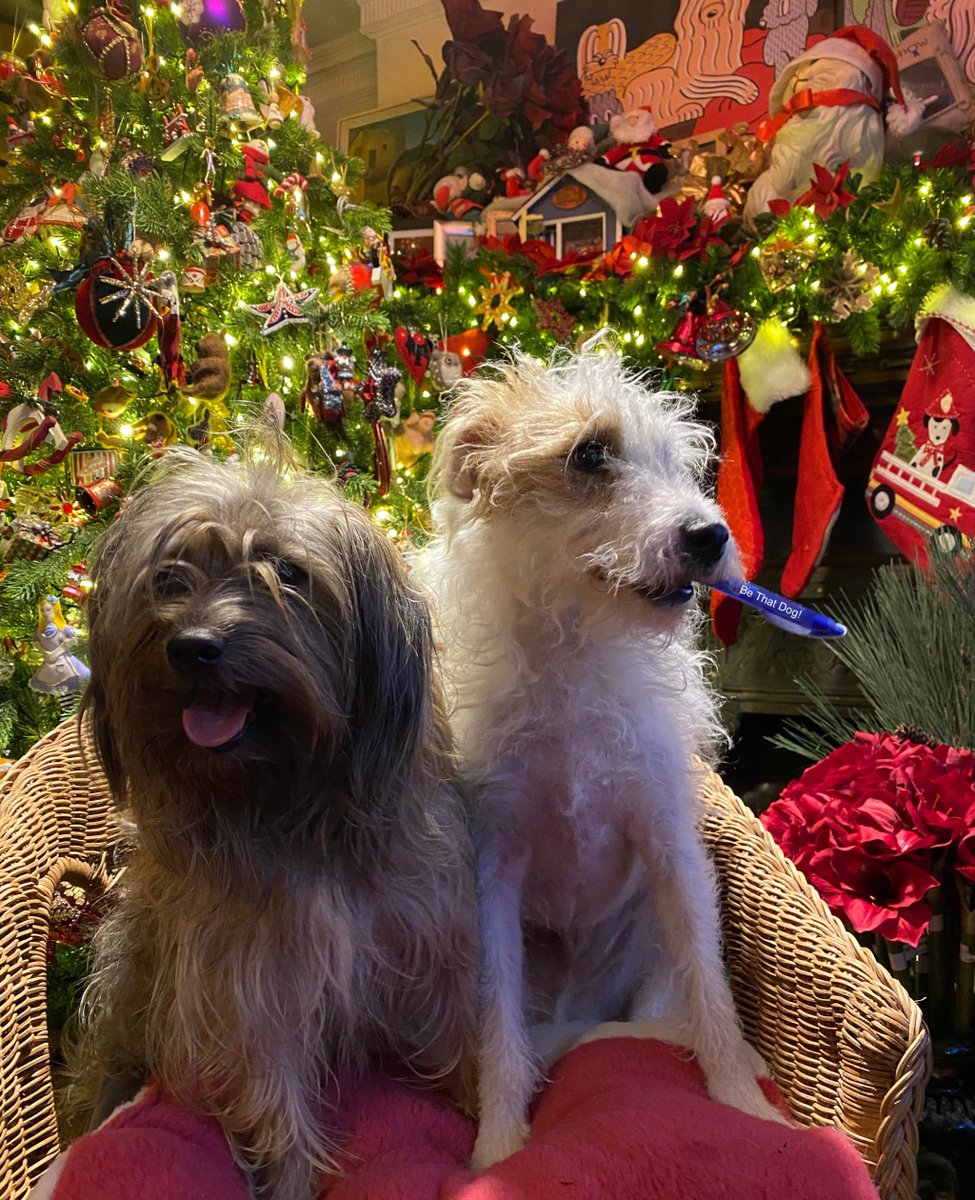 BeThatDog's tweet photo. All in Advent Window 20! https://t.co/i9S4qcl1xp https://t.co/0TQjtu9jeF