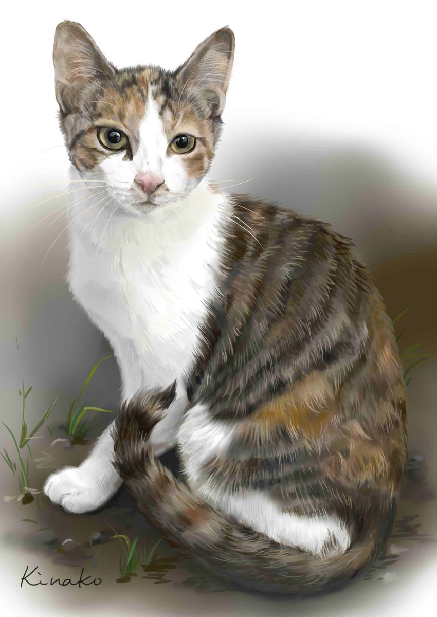 O Xrhsths きなこ 猫の絵を描いています Sto Twitter 先日の三毛猫 完成しました 河原の野良猫 子猫のニジミです かわいい三毛猫姉妹の1匹です 人懐っこくて 好奇心が強いのか 子猫の中で最初に近寄ってきた子です 猫絵 Cat Drawing 猫イラスト 猫画