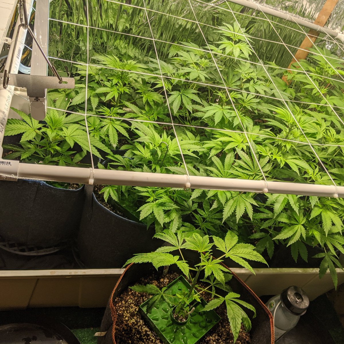 Vapinghippie's tweet photo. My indoor in @REALspringPOT #growyourown #happygrowing ✌️ https://t.co/yGPCutZFAE