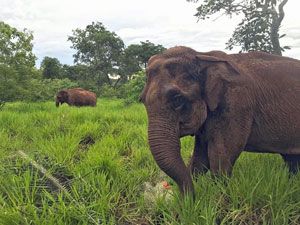 Global Sanctuary for Elephants tweet media