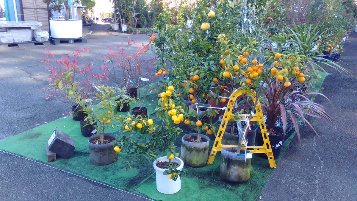 協 川口園芸販売 明後日は冬至ですね 苗木からおっきなのとか 鉢植えのとか 色々なゆずがありますよ O O 川口園芸販売 園芸店 ガーデニング 庭木 果樹苗 冬至 ゆず 柚子湯 美容 お肌スベスベ ビタミンc カルパッチョ 獅子ゆず トゲ