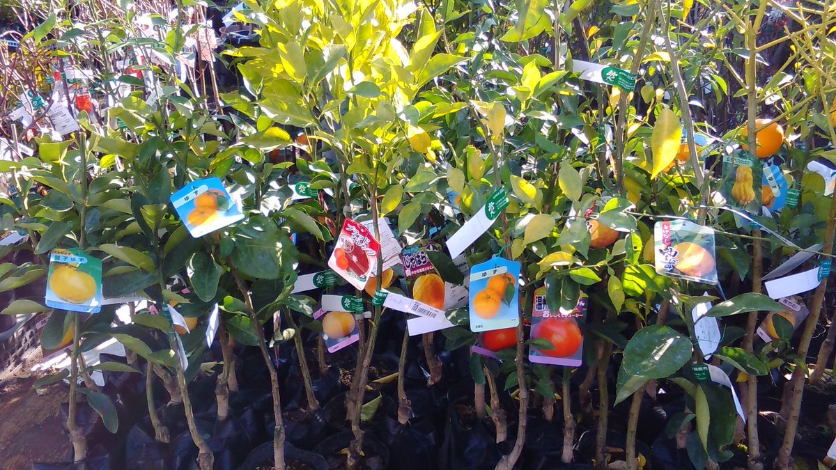 協 川口園芸販売 明後日は冬至ですね 苗木からおっきなのとか 鉢植えのとか 色々なゆずがありますよ O O 川口園芸販売 園芸店 ガーデニング 庭木 果樹苗 冬至 ゆず 柚子湯 美容 お肌スベスベ ビタミンc カルパッチョ 獅子ゆず トゲ 協 川口園芸販売 明後日は冬至ですね 苗木からおっきなのとか 鉢植えのとか 色々なゆずがありますよ O O 川口園芸販売 園芸店 ガーデニング 庭木 果樹苗 冬至 ゆず 柚子湯 美容 お肌スベスベ ビタミンc カルパッチョ 獅子ゆず トゲ