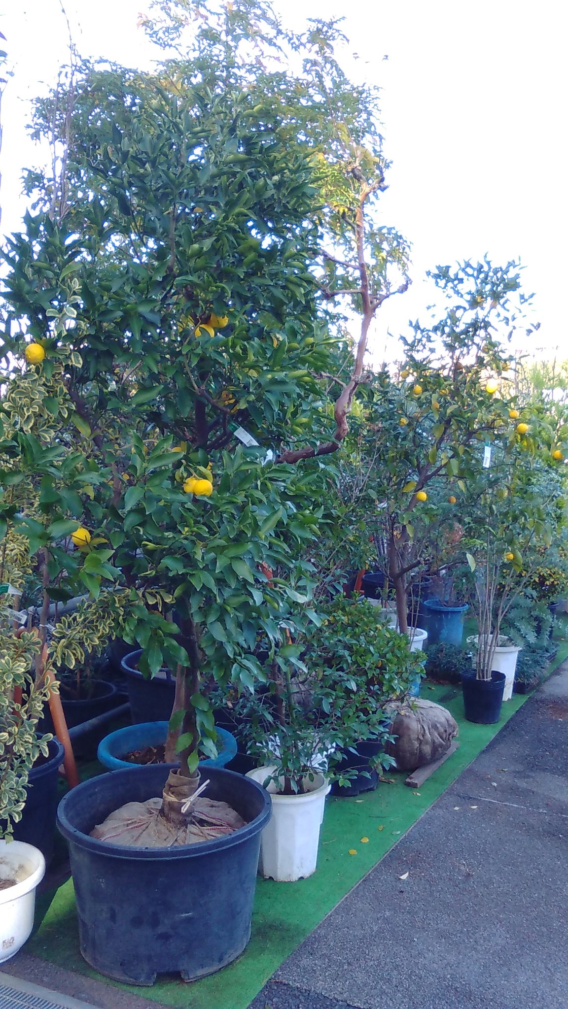 協 川口園芸販売 明後日は冬至ですね 苗木からおっきなのとか 鉢植えのとか 色々なゆずがありますよ O O 川口園芸販売 園芸店 ガーデニング 庭木 果樹苗 冬至 ゆず 柚子湯 美容 お肌スベスベ ビタミンc カルパッチョ 獅子ゆず トゲ