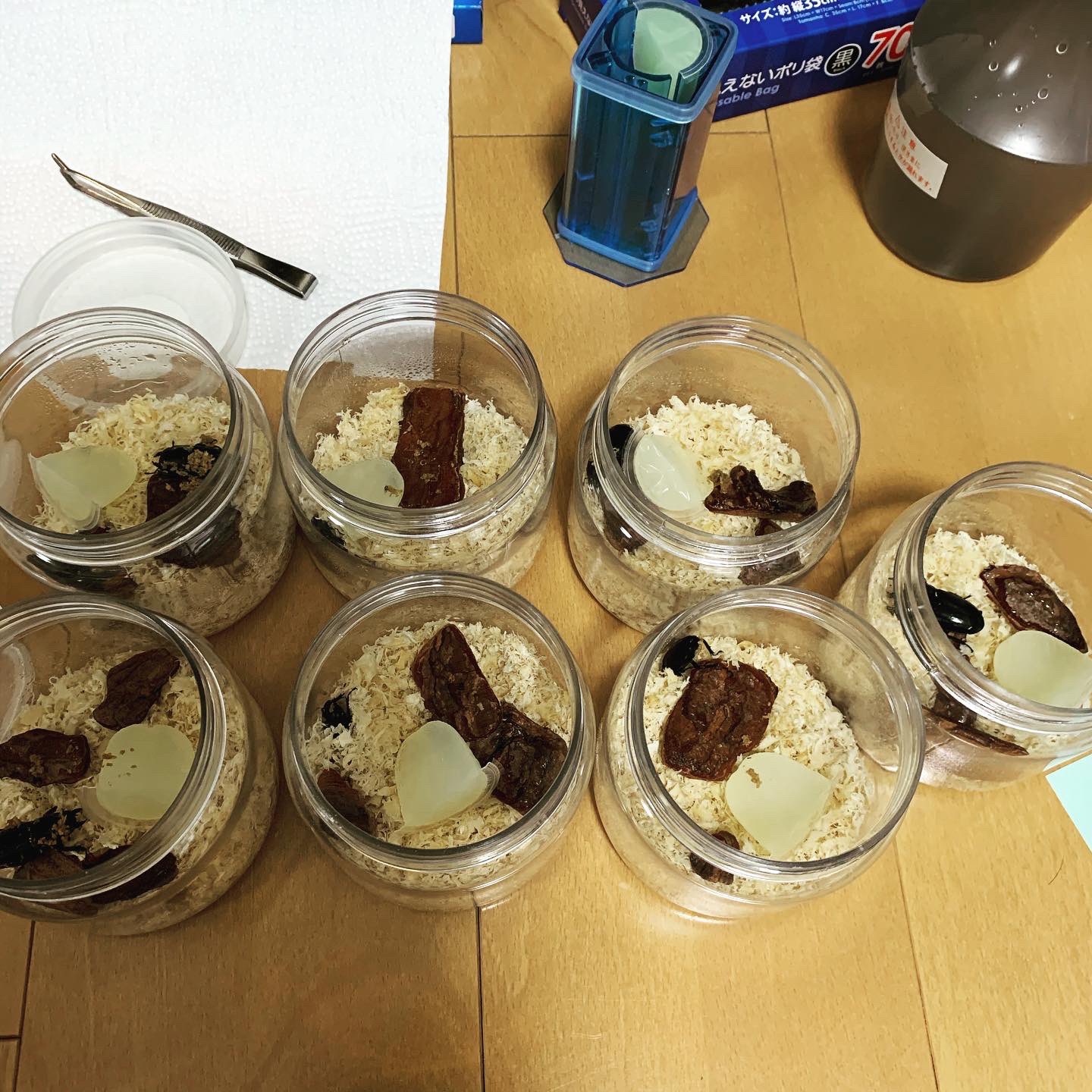 株式会社リブレ On Twitter 生き物係s 本土ヒラタの女子達です ヒラタ男子羽化待ちです O O 転倒防止で使っている 100均のインテリアバークは 特価 40袋で1100円で販売中です ヒラタクワガタ 本土ヒラタ インテリアバーク バークチップ クワガタ 特価販売