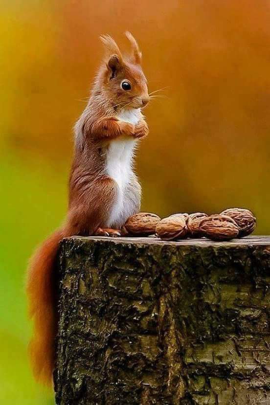 rautarchanared1's tweet photo. #Good_Morning_Tweeples🙋
Success is never achieved by the size of our #Brain..
But it is always achieved by the quality of our #Thoughts..
Hv a good day☺️
#FridayThoughts https://t.co/BsTAXcRyHE