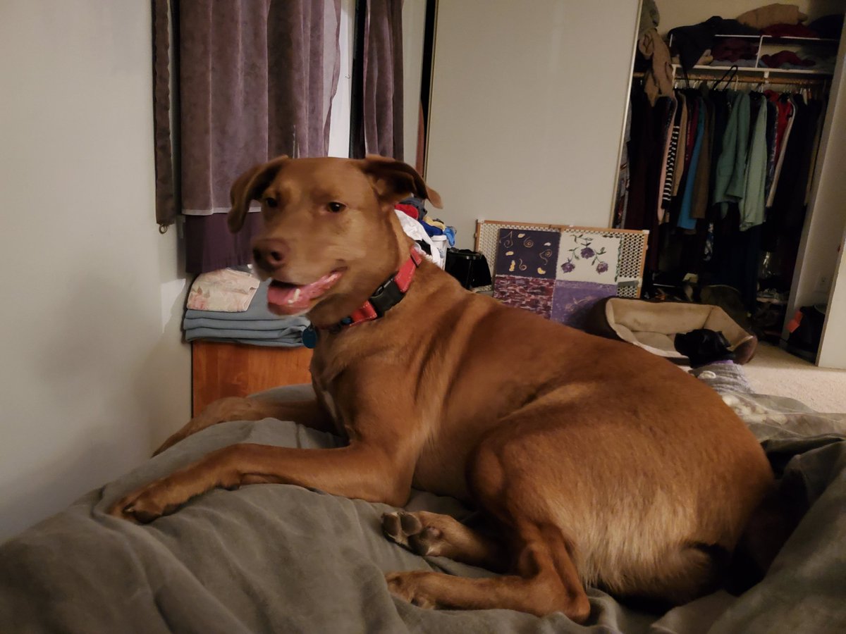 summersmile718's tweet photo. I may have struck a nerve... 😂😂 Alas, I've already exceeded my quota of being picked on by and arguing with total strangers for the year... so back to our regularly scheduled dog pictures. #cdrroxy #adoptme @CityDogsRescue #findroxyahome #fosterdog #cutie https://t.co/ioHbnGLeDX
