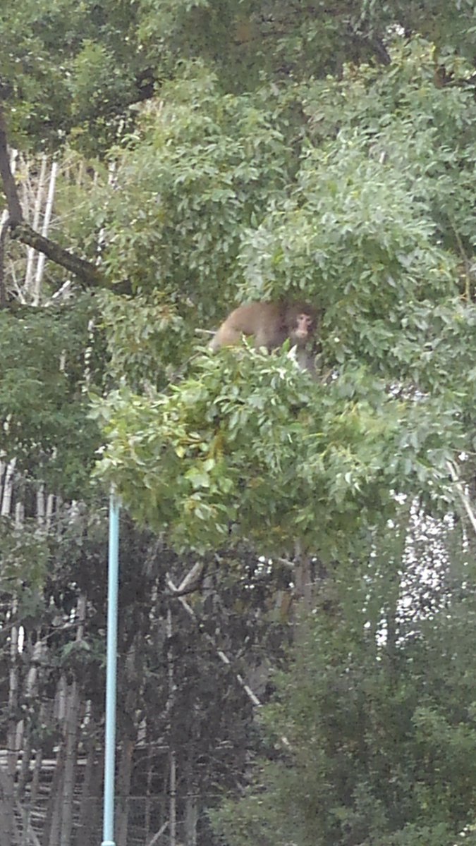 吹田市役所 サルの目撃 追加情報 令和元年 19年 12月25日 9時50分頃 吹田市山手町3丁目18番付近でサルが出没しています サルに近寄らない 目を合わせない 食べ物を見せないようにして十分注意してください 下記urlにて情報更新いたします