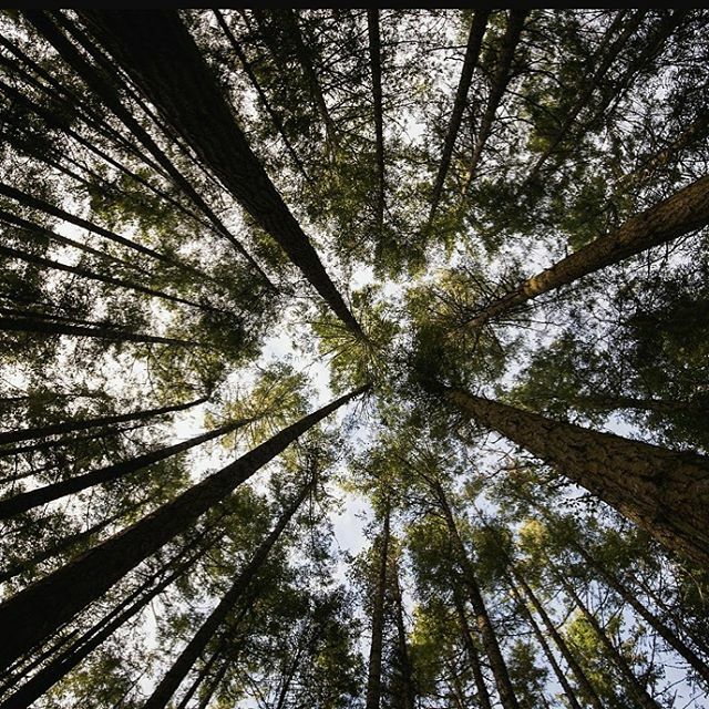 Think_ELEVATE's tweet photo. ELEVATE is supporting @onetreeplanted A non-profit organization focused on global reforestation! Cause trees matter too!🤲🌱🌳🌲🌴#thinkelevate #onetreeplanted #environment #sustainability #socialresponsibility #socialawareness #sustainablebusiness #E… https://t.co/nN2ILKcspn https://t.co/fa9CA8ztOa