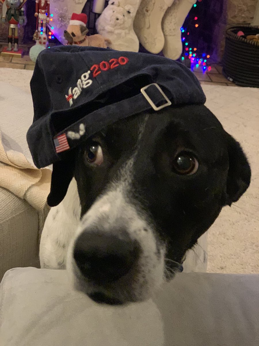 ojkmamo's tweet photo. . #RescueDogs #YangGang #dogsforyang #AndrewYang2020 #AndrewYang #DebateDay @AlabamaYang @AndrewYang https://t.co/VCgHVC5cV0