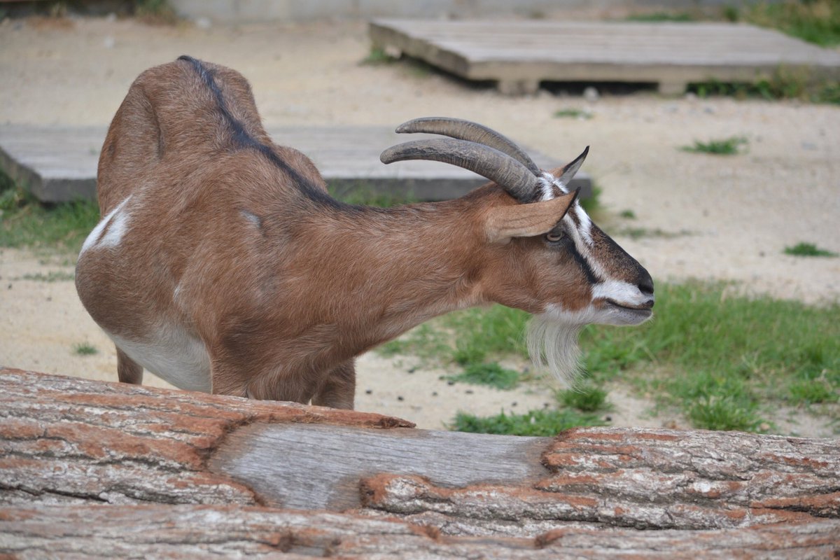 やっくる Kururuyakkuru Twitter