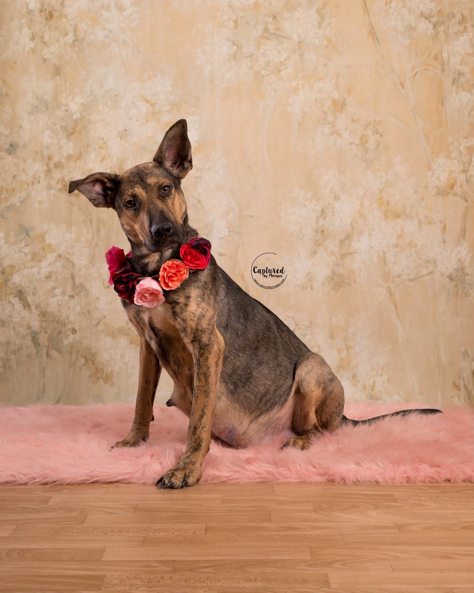 FpoPets's tweet photo. Maternity photos of Vera are out! How many babies do you think she’ll have?! Let us know. #pupsofpeoria #germanshepherd #fpocrew https://t.co/uG6F3Vc9lB