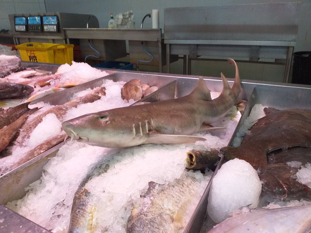 DiverseBorneo's tweet photo. Why??
#sayNOtosharksfin #SharksConservation https://t.co/dAc634Gjsh