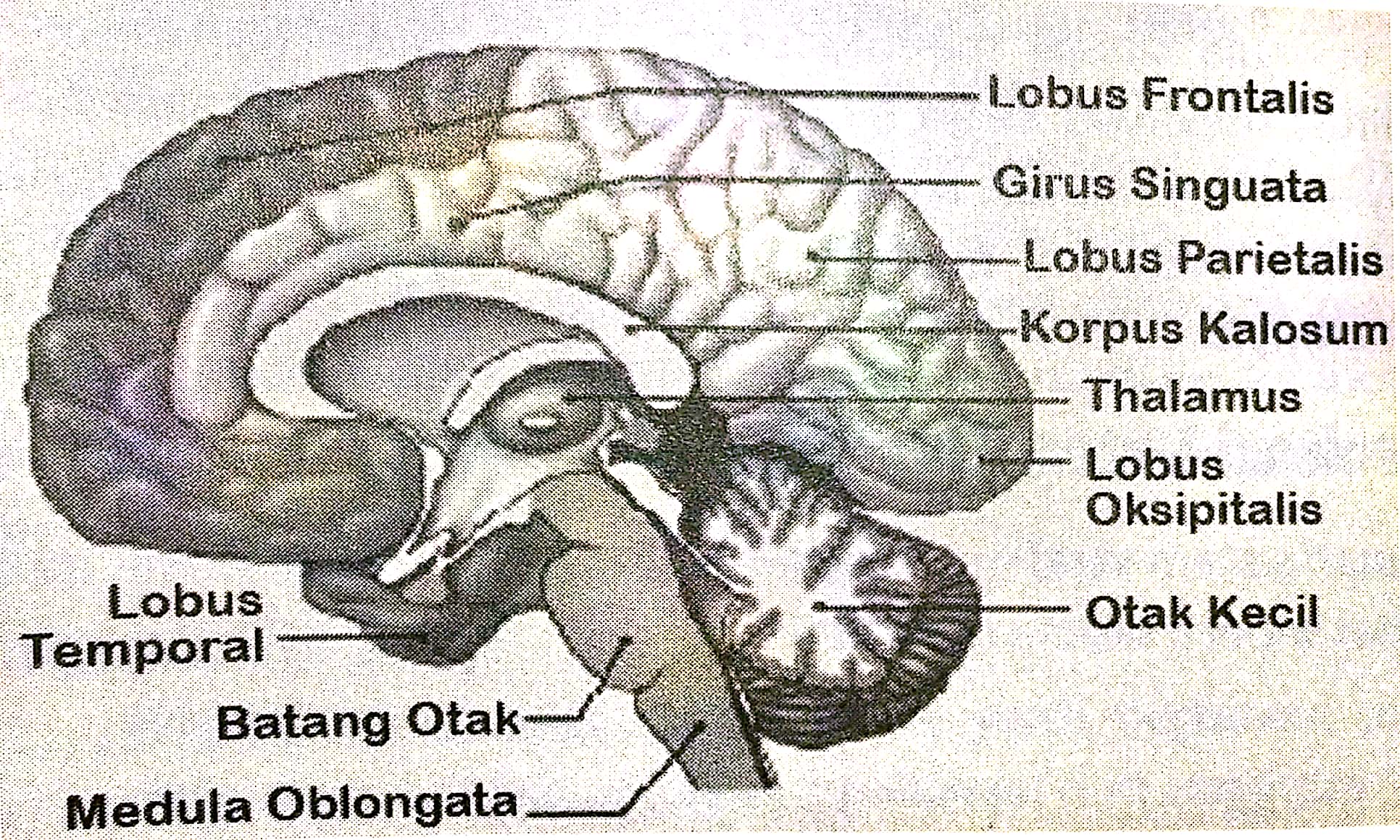 On Sbmptnfess On Twitter Mini Notes Biologi Sistem Saraf Manusia