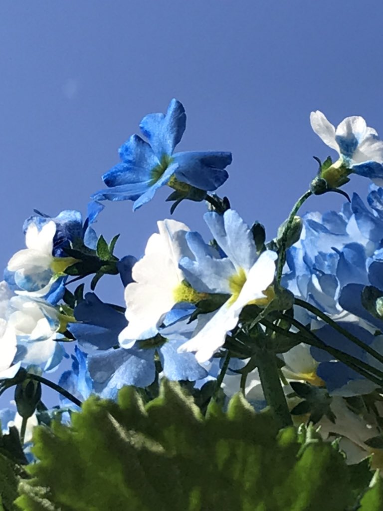 紅 月と花と青空 この色の花 珍しくって買っちゃった プリムラマラコイデス オーシャンブルー T Co Vtz37nomdr Twitter 紅 月と花と青空 この色の花 珍しくって買っちゃった プリムラマラコイデス オーシャンブルー T Co Vtz37nomdr Twitter
