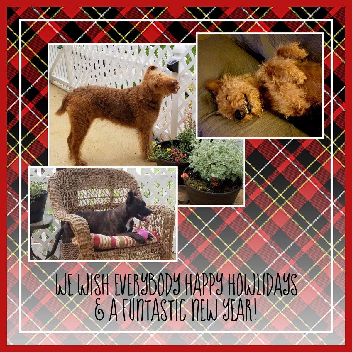 Lola & Chester & Rocco (@lolacapricola) on Twitter photo 
