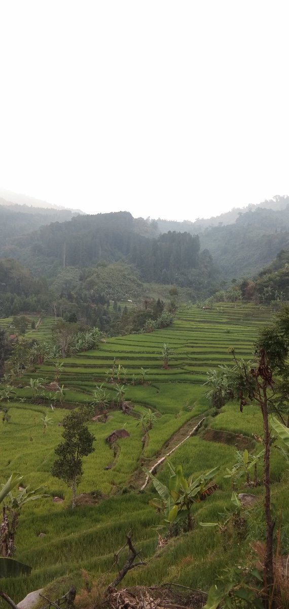 riefcore's tweet image. #DesaSurga