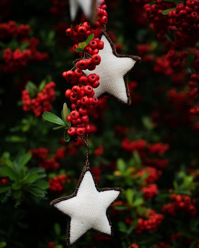 texiantea's tweet photo. merry &amp; bright 
#igtexas #country_features #rural_living #mcl_rural #raw_country #renegade_rural 
#texasthroughherlens #trb_rural #nature_hippys_  #raw_depthoffield #raw_allnature #tv_fadingbeauty #filthyflora https://t.co/ufqOlszU1U https://t.co/8PhU5uB8ER
