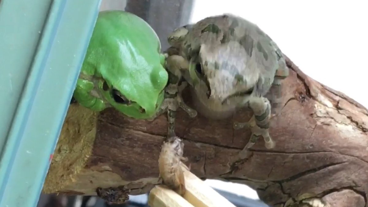 はらペコ アマガエルの朝食 エサをとりあうアマガエルの姿を動画で撮影し Youtubeへアップしました 爬虫類や両生類など自然や動物が好きな方はぜひ見にきてね はらペコチャンネル カエル 爬虫類 両生類 ペット リンクをタッチ はらペコ アマガエルの朝食 エサをとりあうアマガエルの姿を動画で撮影し Youtubeへアップしました 爬虫類や両生類など自然や動物が好きな方はぜひ見にきてね はらペコチャンネル カエル 爬虫類 両生類 ペット リンクをタッチ