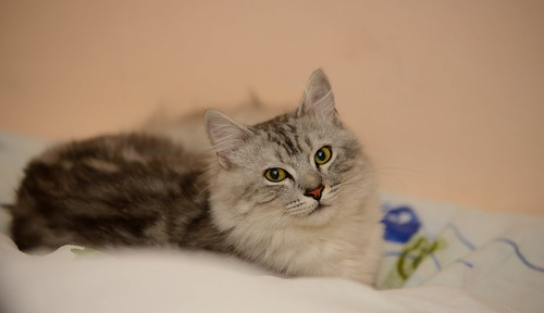 wupplespets's tweet image. himalayan kittens
tinyurl.com/vl7urke
#devonrexkittens #munchkinkitten #purinaonekittenfood
#1800petsandvets®cats