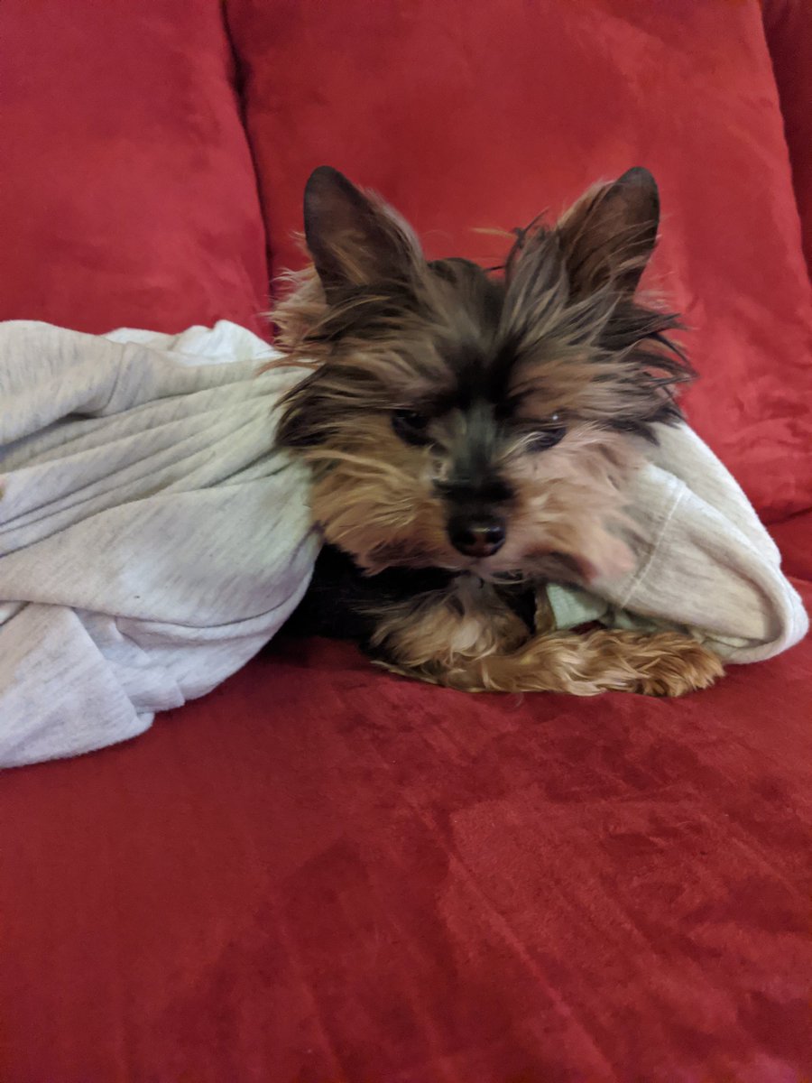 He may have accidents on my bed, won't let me pee alone, and bark at nothing all the time; but he's made this move a lot easier ❤️ #PrincessDuncan
