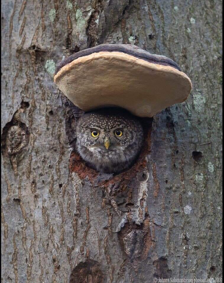eveyhugo96's tweet photo. Quieren más razones para no talar árboles? Aquí hay otras dos! 🌲🌲🌲🌲🌲🌲🌲 https://t.co/2yFOUiZbvH