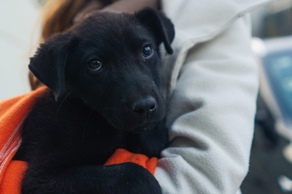paliplax's tweet photo. Este compita apareció en mi oficina. ¿Algún alma caritativa que ande buscando compañero perruno?

Yo ya tengo un chingo, si no me lo quedaba. Macho. 🐕♥️ https://t.co/y0uifB4m9M