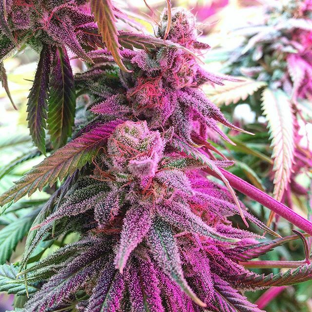 CapitalClones's tweet photo. Some more of that Brainstorm #2 🥦🥦#capitalclones #budporn #weedporn #weedporndaily #weedporn420 #budpics #nugporn #budporn #budpics #budpictures420 #cannabis #cannabiscommunity #cannabisculture #sativa #thc #trichomes #mmmp #gethigh https://t.co/u4x4hcvHGY https://t.co/4UQJtuXuGh