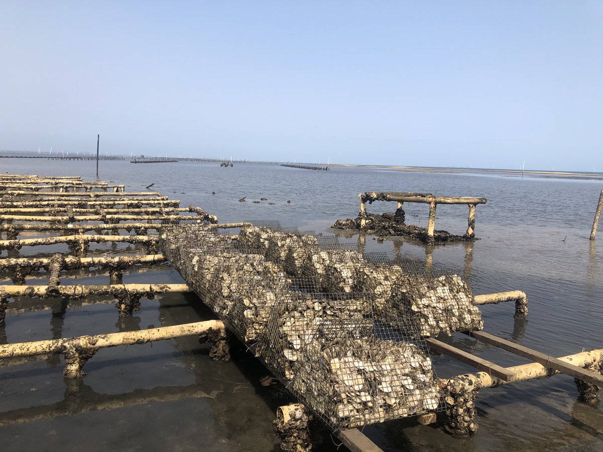SeanKellyAus's tweet photo. A project I have been working on over the last 12 months is restoring oyster and shellfish reefs decimated by cement industry 100+ years ago. We are collecting spat (baby oysters) to build new structures for the marine life. https://t.co/ea0XczPWsb