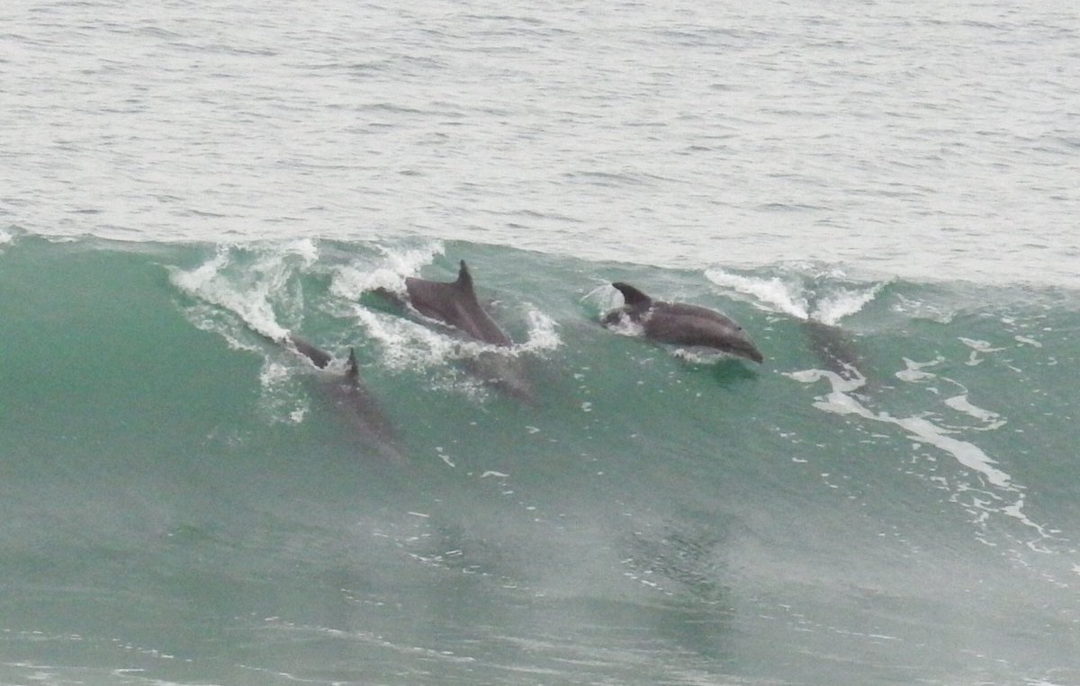 Mark Rauscher tweet media