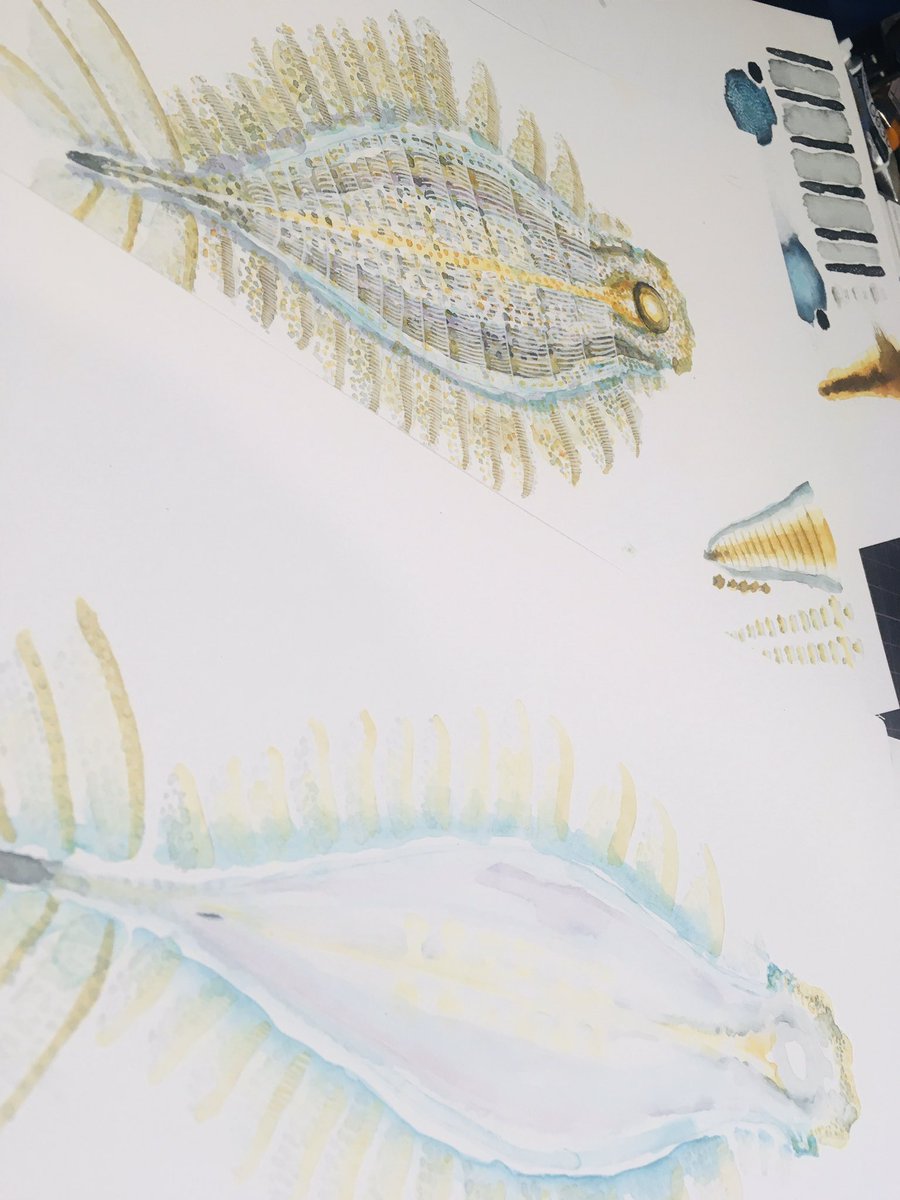 アノマロカリスARのテクスチャを水彩で描いて提出。3Dモデルの展開図。アノマロのひらきである。3Dに貼り付けてもらうのが描いての一発勝負なのこわい( ; 'ω`)うまく描けてるといいな...! #アノマロカリス解体新書 
