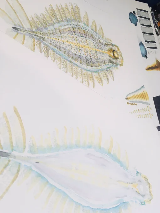 アノマロカリスARのテクスチャを水彩で描いて提出。3Dモデルの展開図。アノマロのひらきである。3Dに貼り付けてもらうのが描いての一発勝負なのこわい( ; 'ω`)うまく描けてるといいな...! #アノマロカリス解体新書 