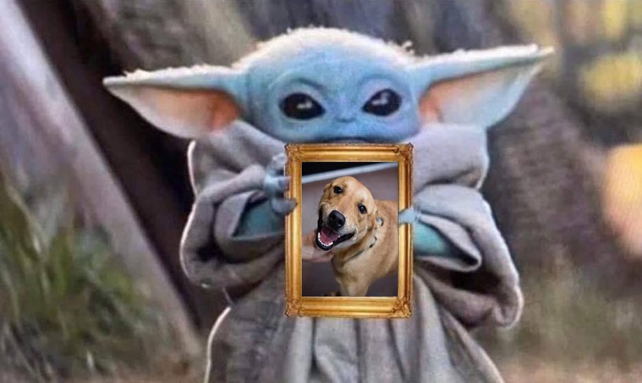 Ninguém:

Absolutamente ninguém:

Eu: Olha o meu cachorro