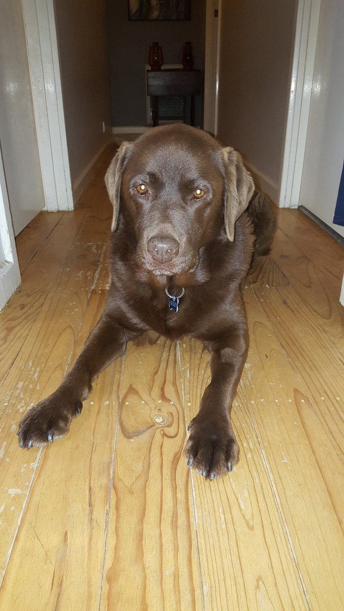 TwoDogHowl's tweet image. Chilling on the floorboards...very hot and smoky outside...M and D say the country is on fire...🐾🐕🙁