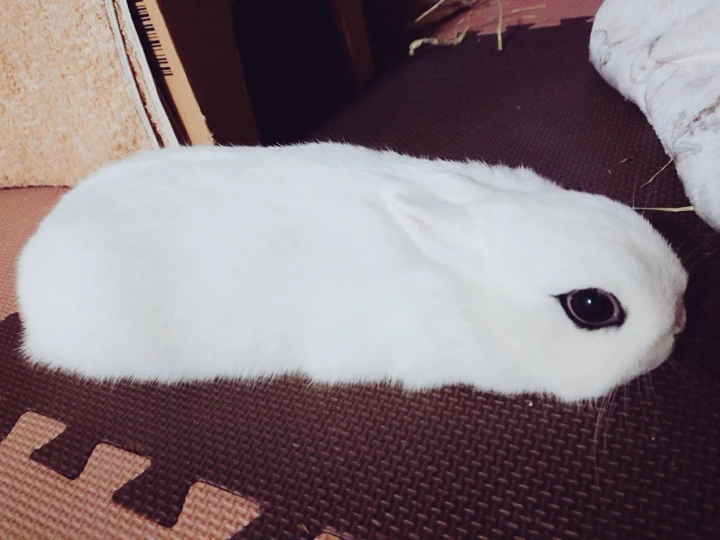 かわいいうさぎの画像ｗｗみたことない形してるｗｗ
