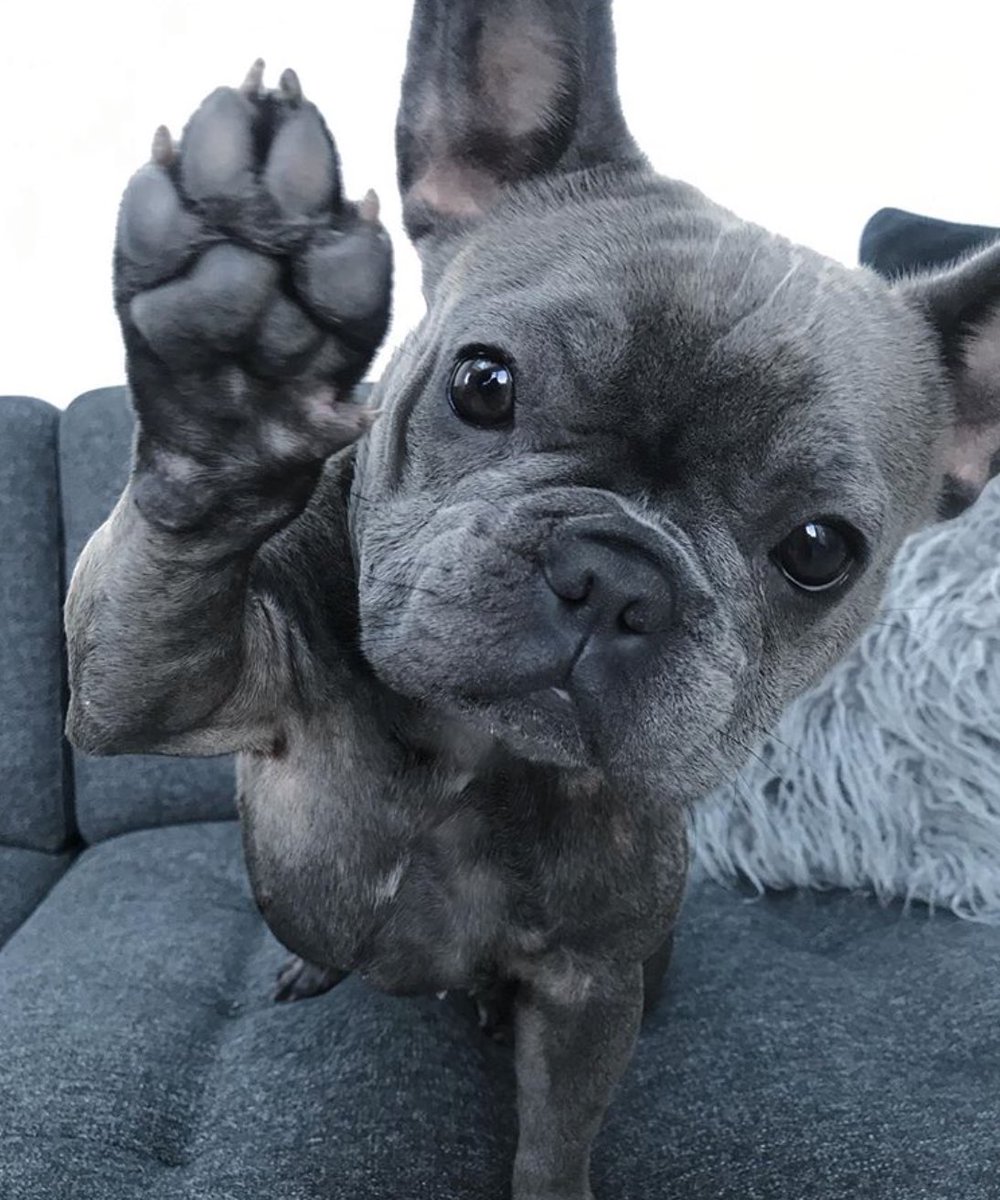 icedrainbow's tweet image. Morning

So that’s a wrap icedrainbow officially closes for Christmas 
Icedrainbow.co.uk
High Five it’s Friday! 

(📸 credit frenchie_rogue ) via Instagram 
#FridayMotivation