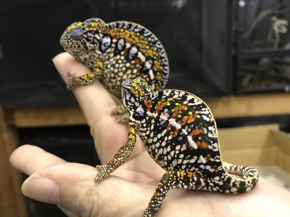 久っさしぶりの カーペットカメレオンの大型個体群 いわゆる、旧