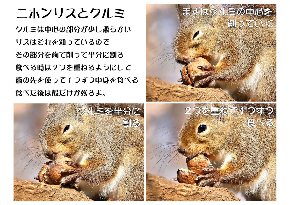 リス のつぶやき 二ホンリス にとってドングリ は人間にとっての毒キノコ って知っていてあげてるんですか 相変わらず リスの小径 でもドングリを持ち込む人達が見られますが 二ホンリスには ドングリの毒素を分解する能力がありません