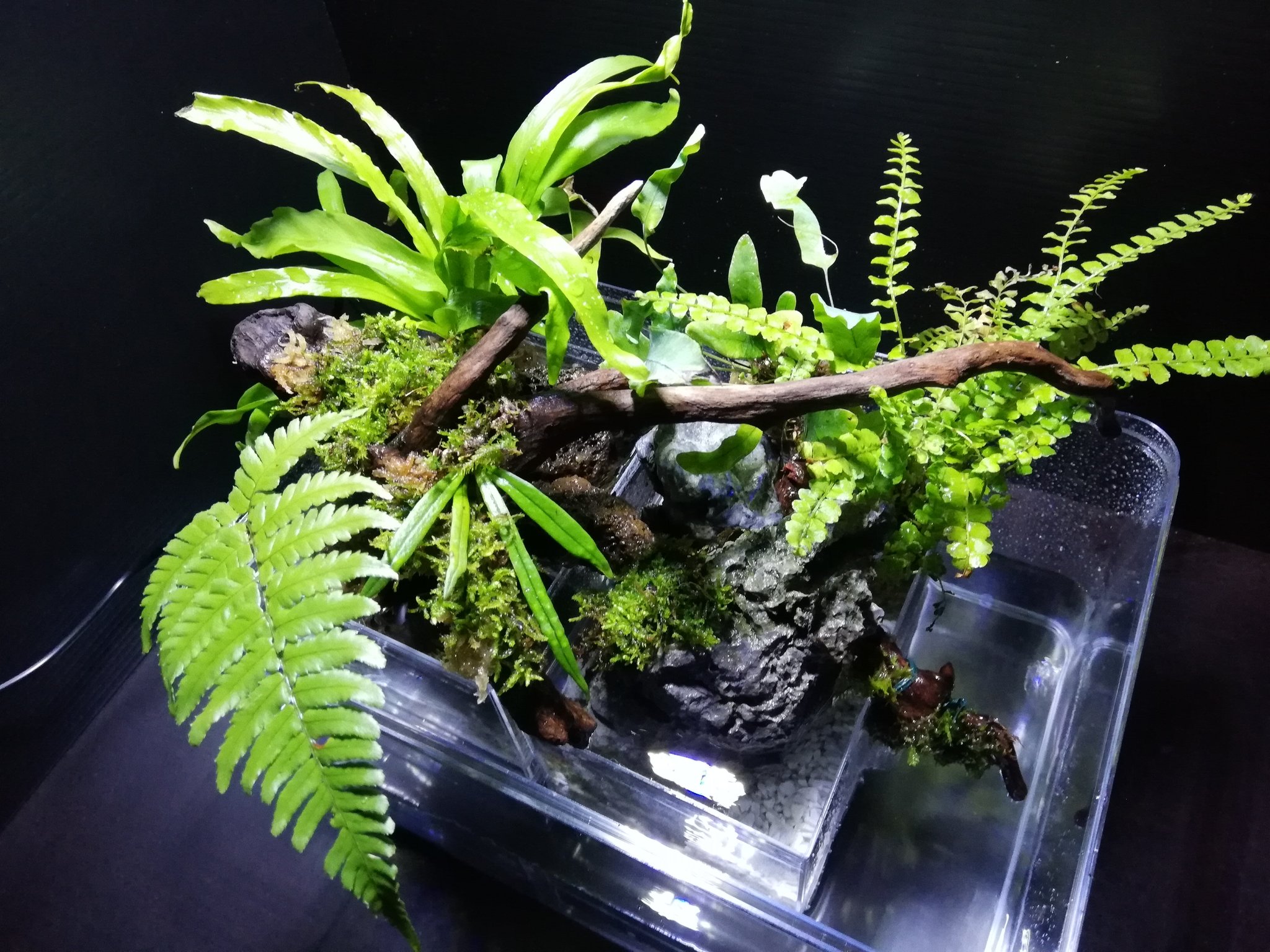 こっさんch 100均diy アクアテラリウムが完成しました アクアテラリウム 苔テラリウム 苔リウム １００均 ダイソー 自作 T Co Wydqk10c4s Twitter