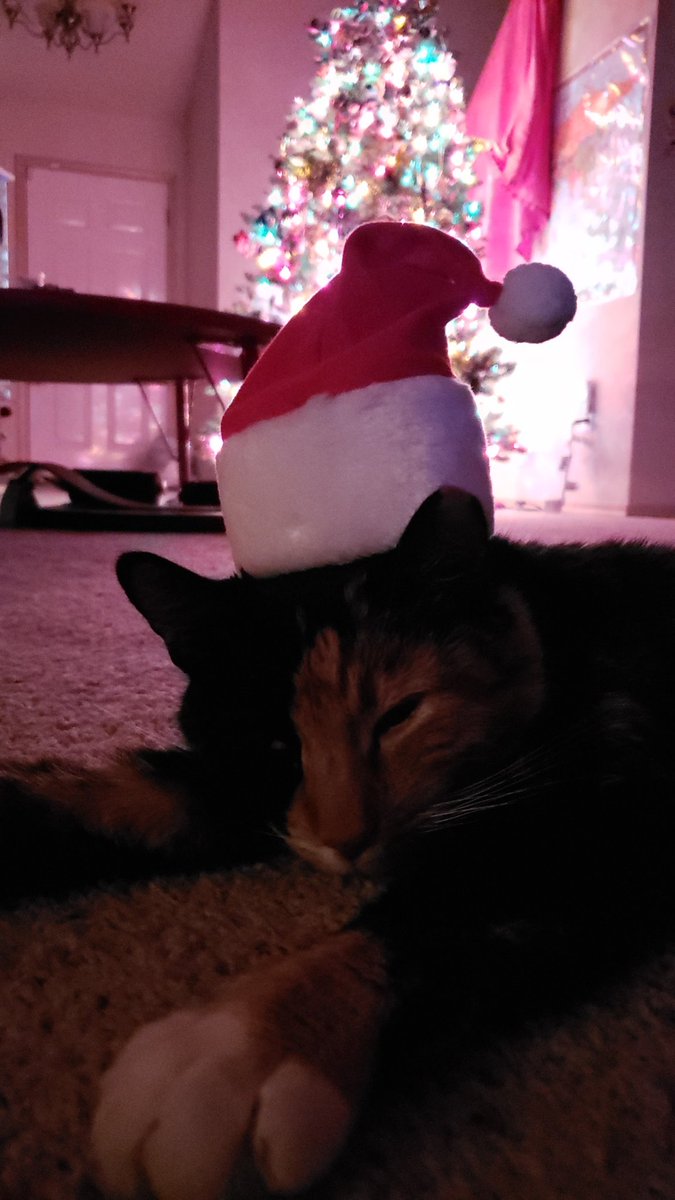 DailyDekiDeki's tweet photo. 🎄
#DailyDexter https://t.co/e1ycmN3M90