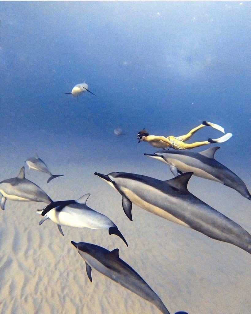 Is dolphin swim in your travel bucket list? 💙
Do you know they can jump as high as 25 feet. How crazy is that? Book your stay and enjoy a lifetime experience

#smileallthestay