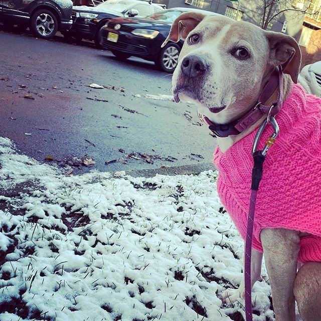 This me really trying hard not freeze in winter Brooklyn. 
#ellethedog ift.tt/2Z4xaCS