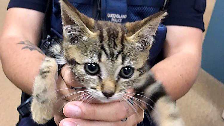 Queensland Police tweet media